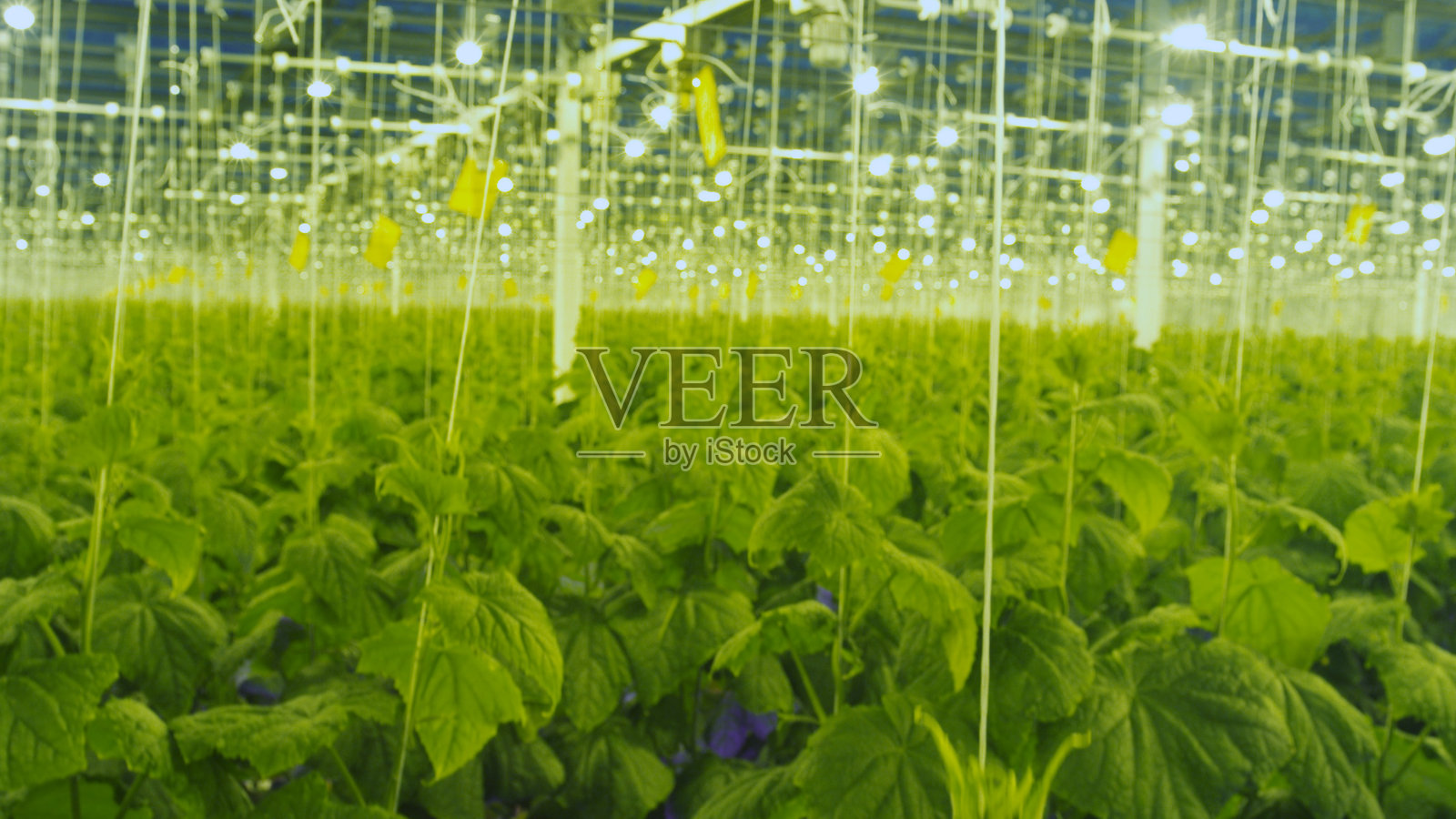 在温室中种植草药和蔬菜照片摄影图片