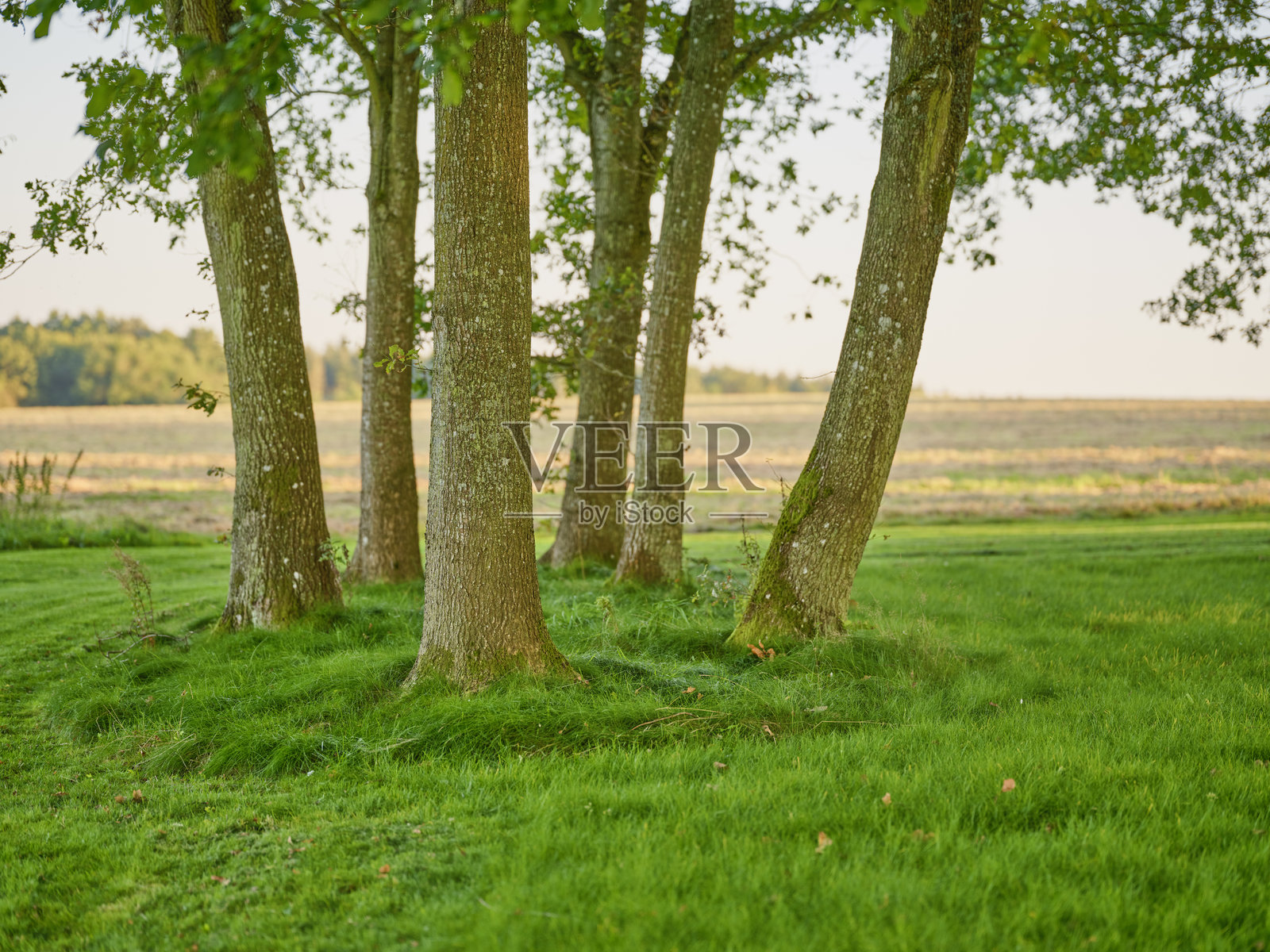丹麦春季郁郁葱葱的绿地上的风景橡树照片摄影图片