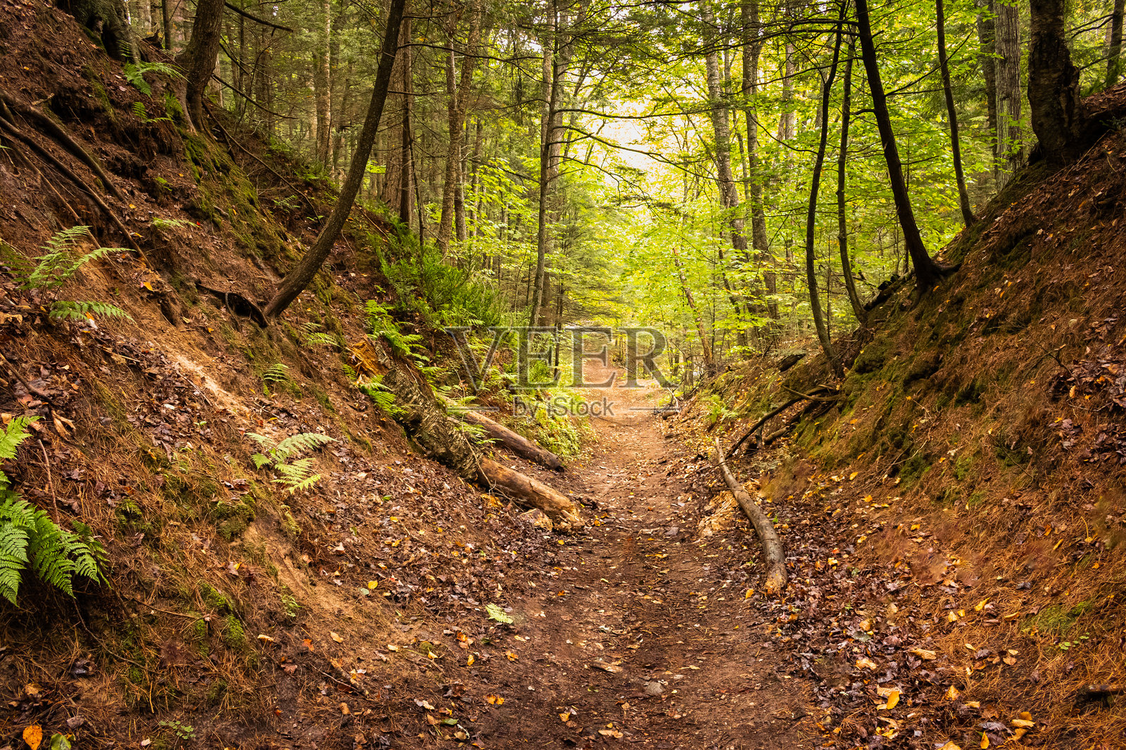 迷人的森林小径 宁静的自然步道穿过郁郁葱葱的树林照片摄影图片