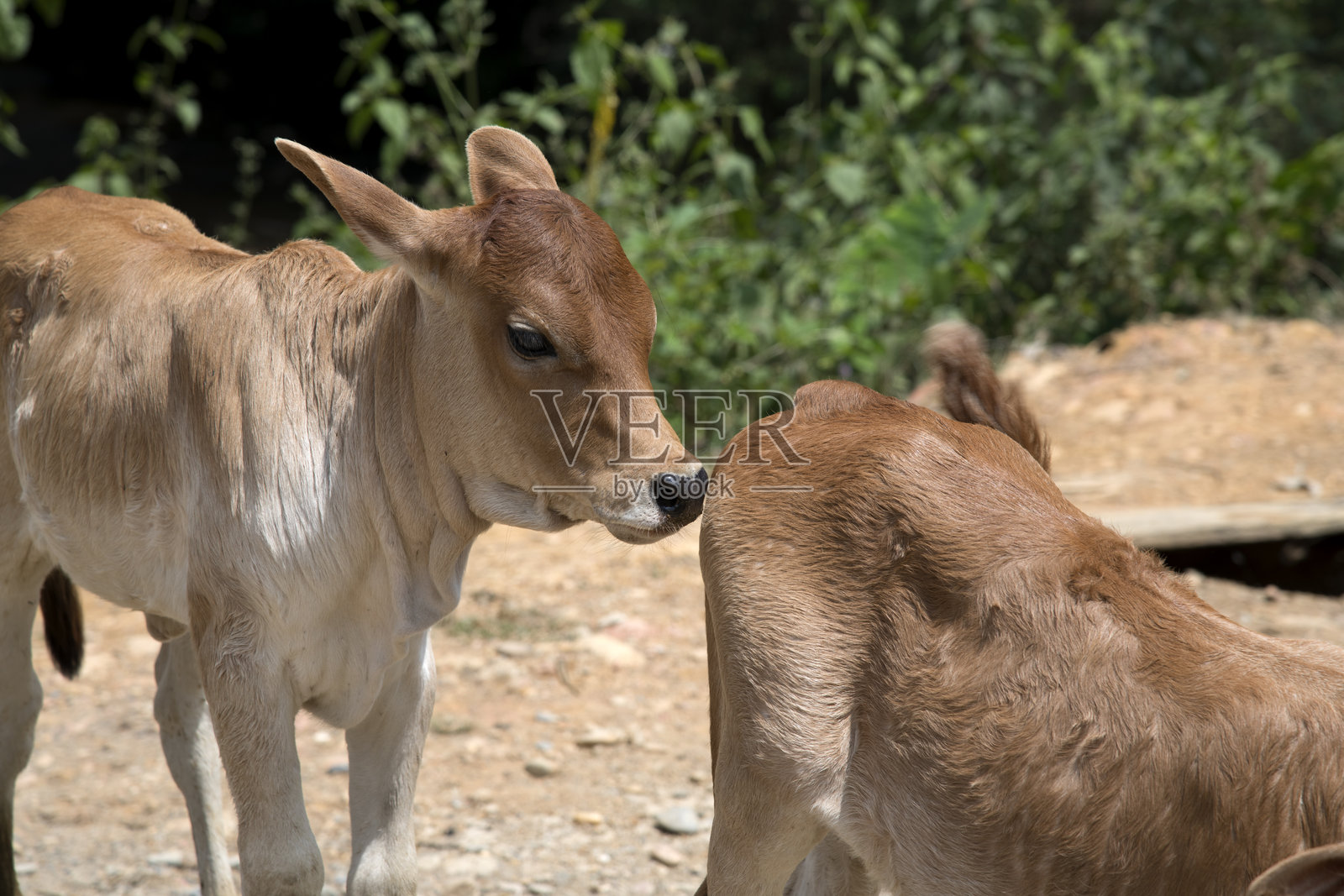 乡村街道上的牛照片摄影图片