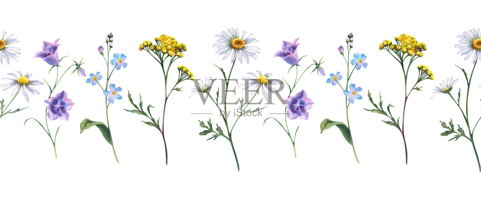 蓝铃花、蓟、洋甘菊、蓝铃花、勿忘我等野花,形成无缝边框和框架。这是一幅手绘水彩花卉插图,适合明信片装饰的植物和叶子。插画图片素材