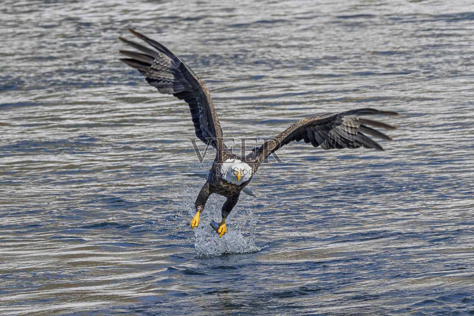 秃头鹰在捕鱼照片摄影图片