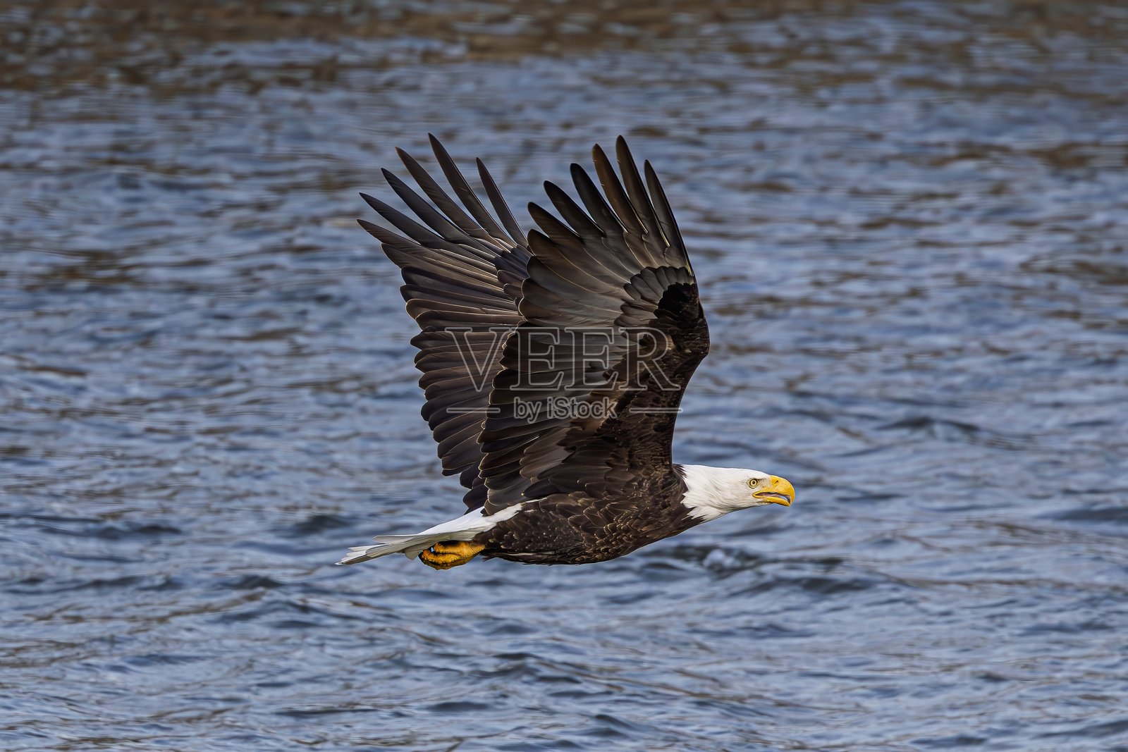 秃头鹰在飞行中捕获猎物照片摄影图片