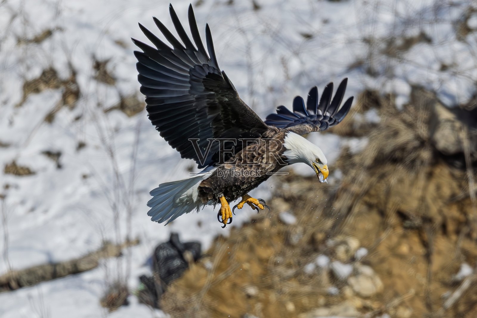 白头鹰在雪地背景中飞翔,嘴里叼着鱼。照片摄影图片