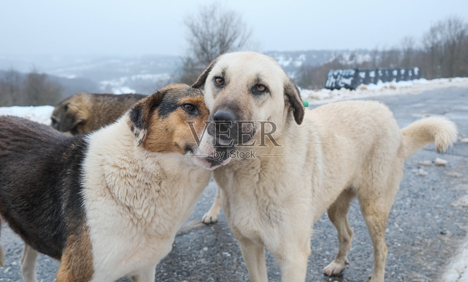 雪中流浪狗等待救助的库存照片照片摄影图片