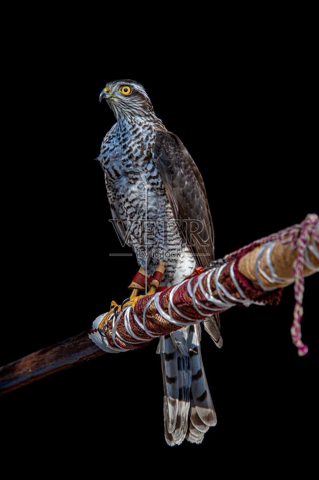 雀鹰栖息在木栖架上照片摄影图片