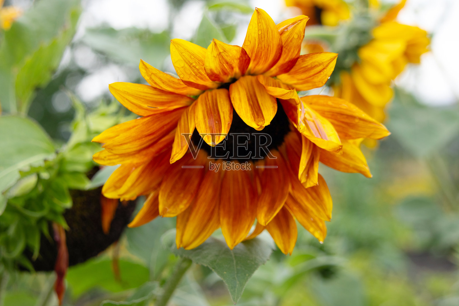 红黄双色向日葵在夏季花园中生长。照片摄影图片