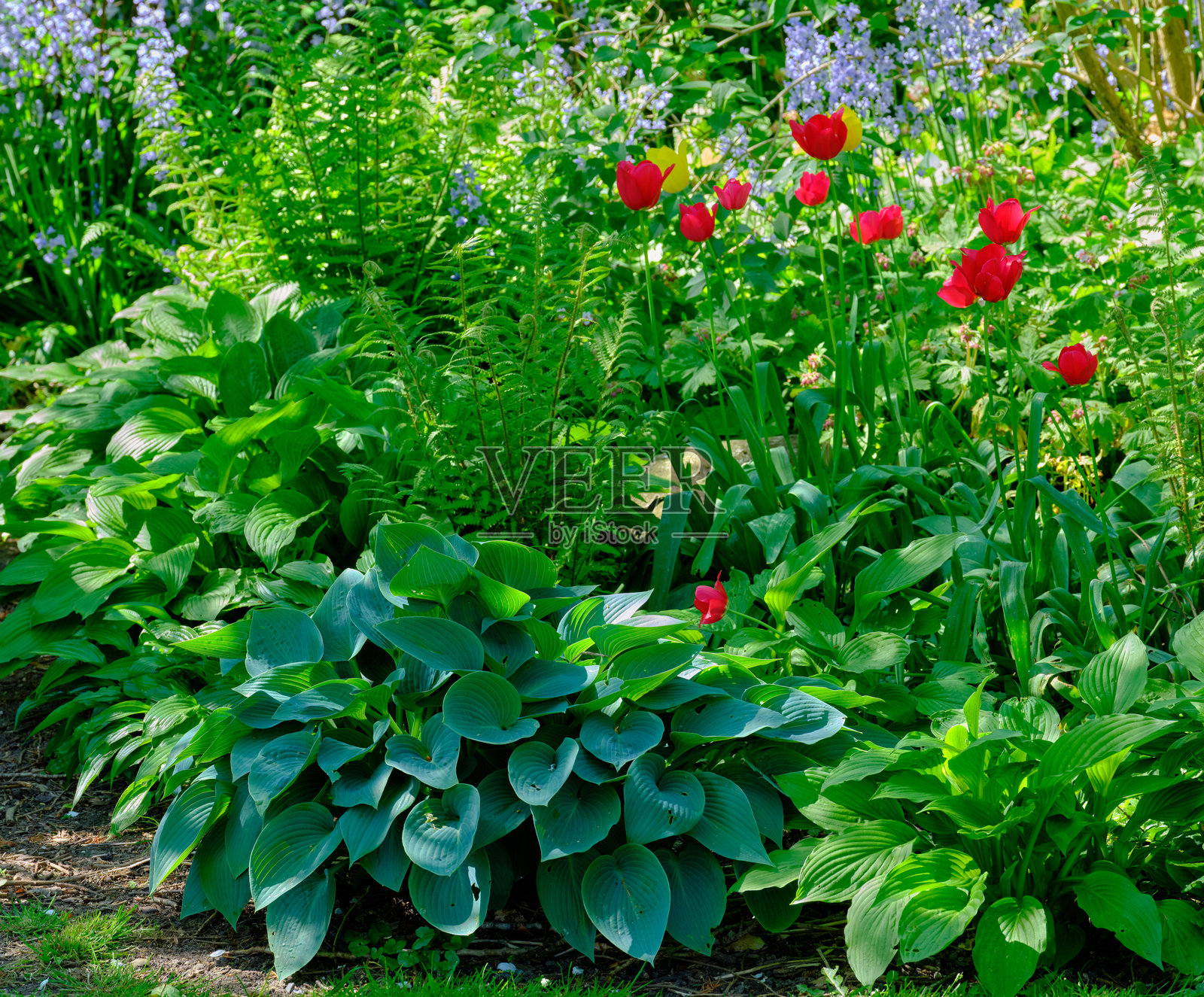 生机勃勃的春季花园,盛开着郁金香、玉簪花、蕨类植物和五彩缤纷的花朵照片摄影图片