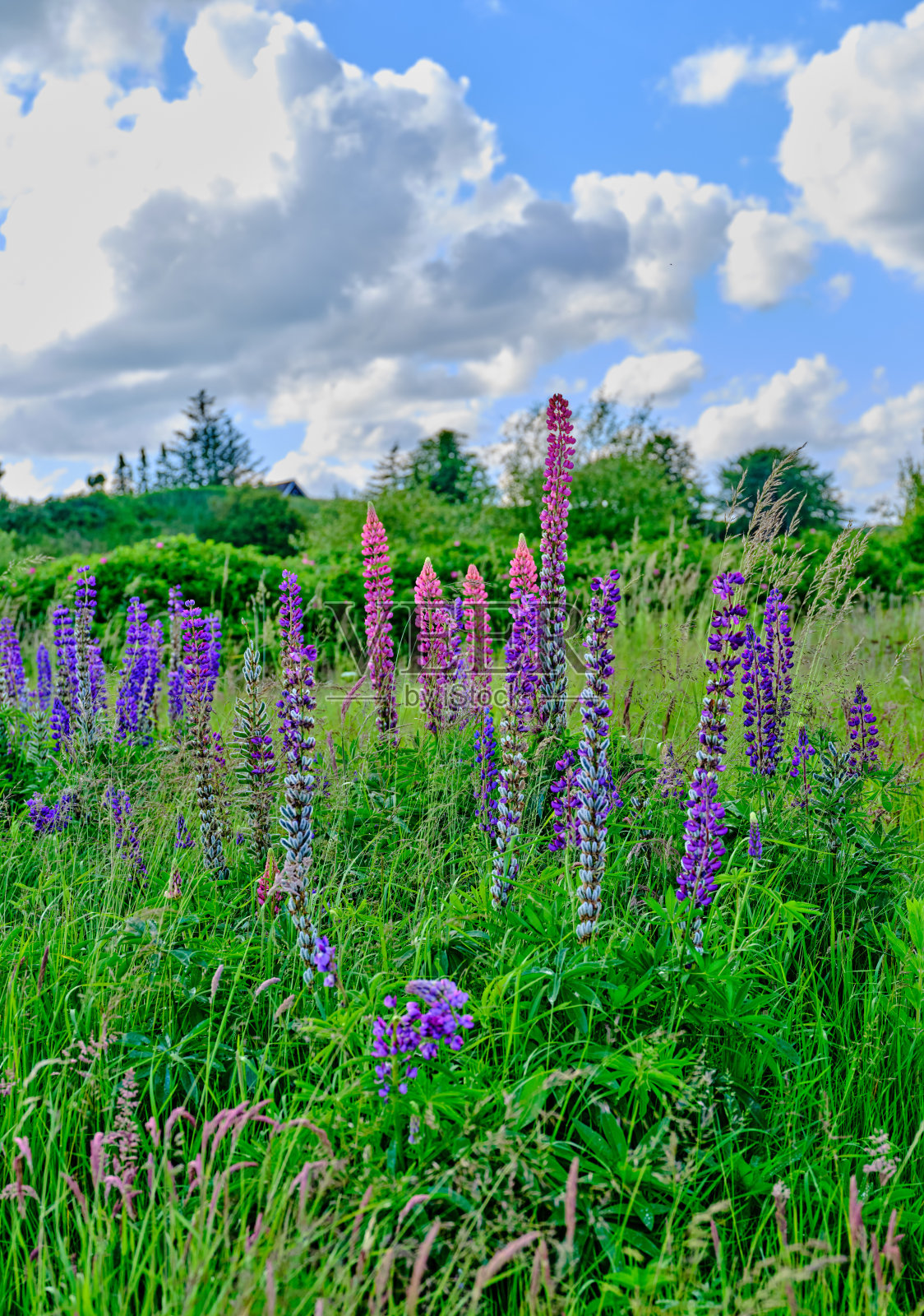 春天花园中,蓝天映衬下的绿草丛中盛开的野花照片摄影图片