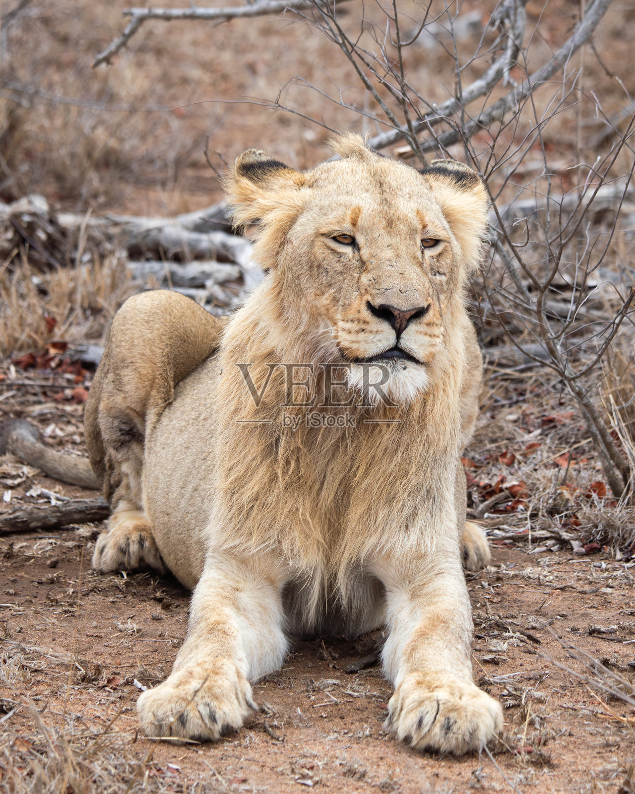 南非野生动物保护区坐着的狮子正面视图。照片摄影图片