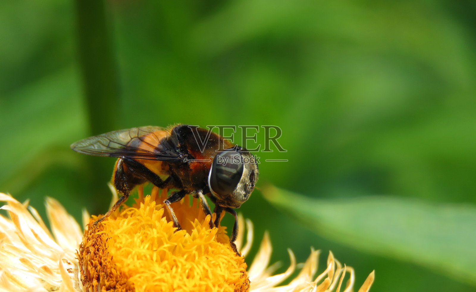 一只悬停蝇栖息在黄色花朵上的特写微距照片,突显出复杂的翅膀细节、复眼和毛茸茸的身体。郁郁葱葱的绿色背景提供了自然的对比,强调了授粉者在生物多样性和生态系统中的重要作用。照片摄影图片