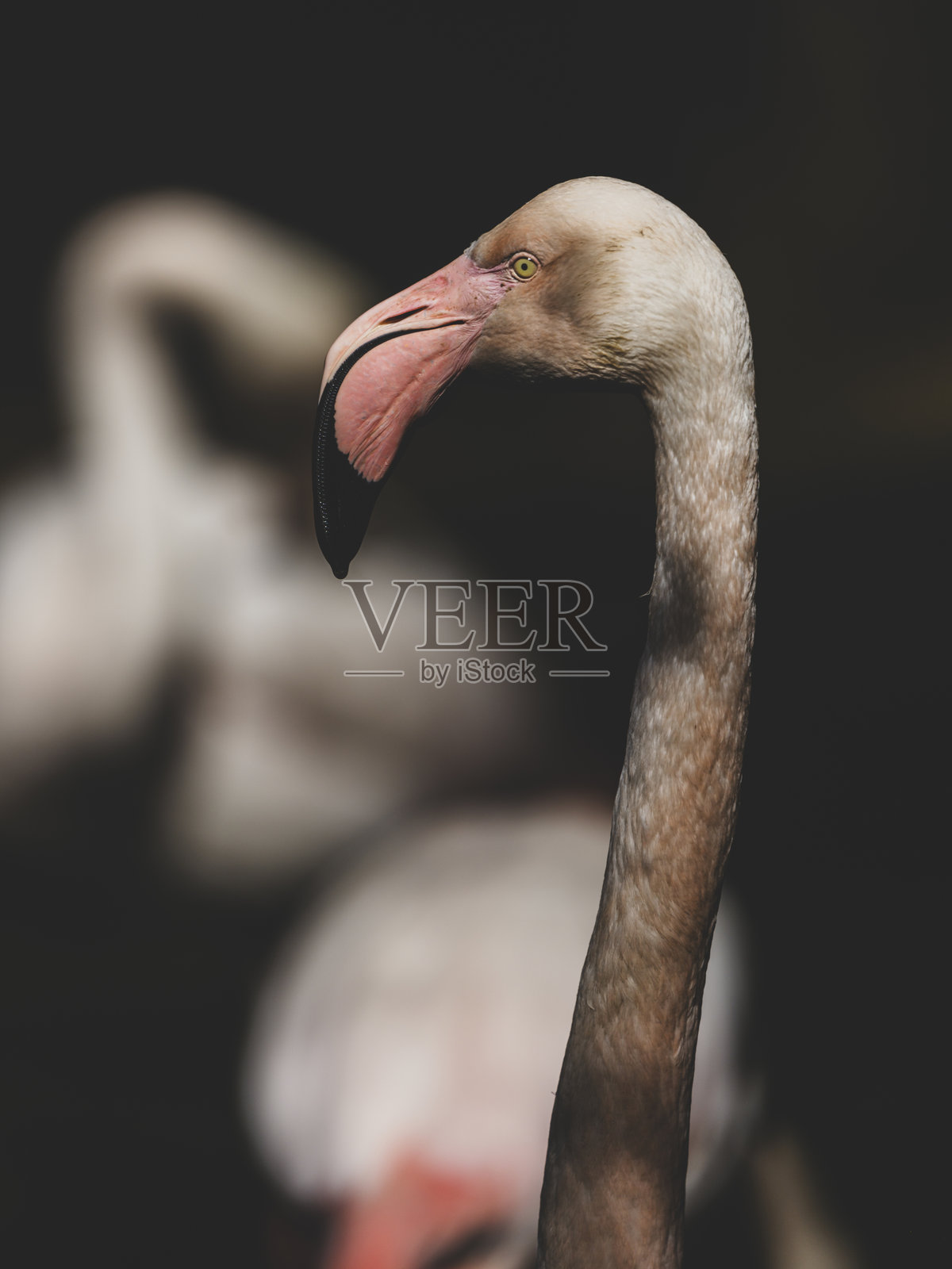 美丽的火烈鸟肖像照片摄影图片