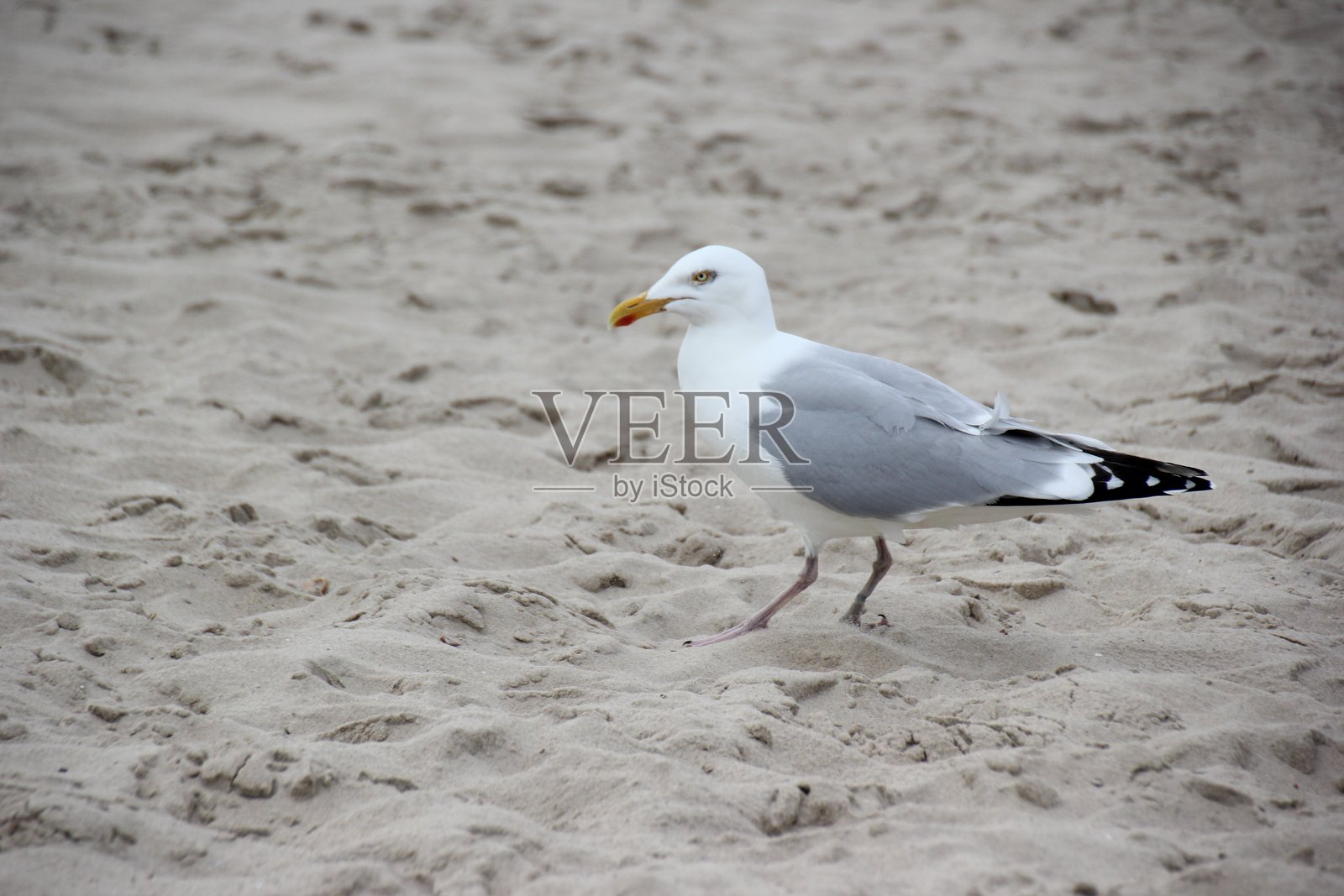 海滩上的海鸥照片摄影图片