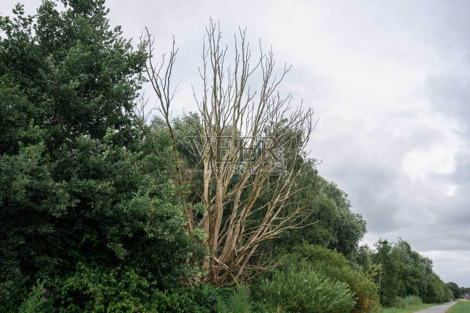 光秃秃的树木矗立在郁郁葱葱的绿地中照片摄影图片