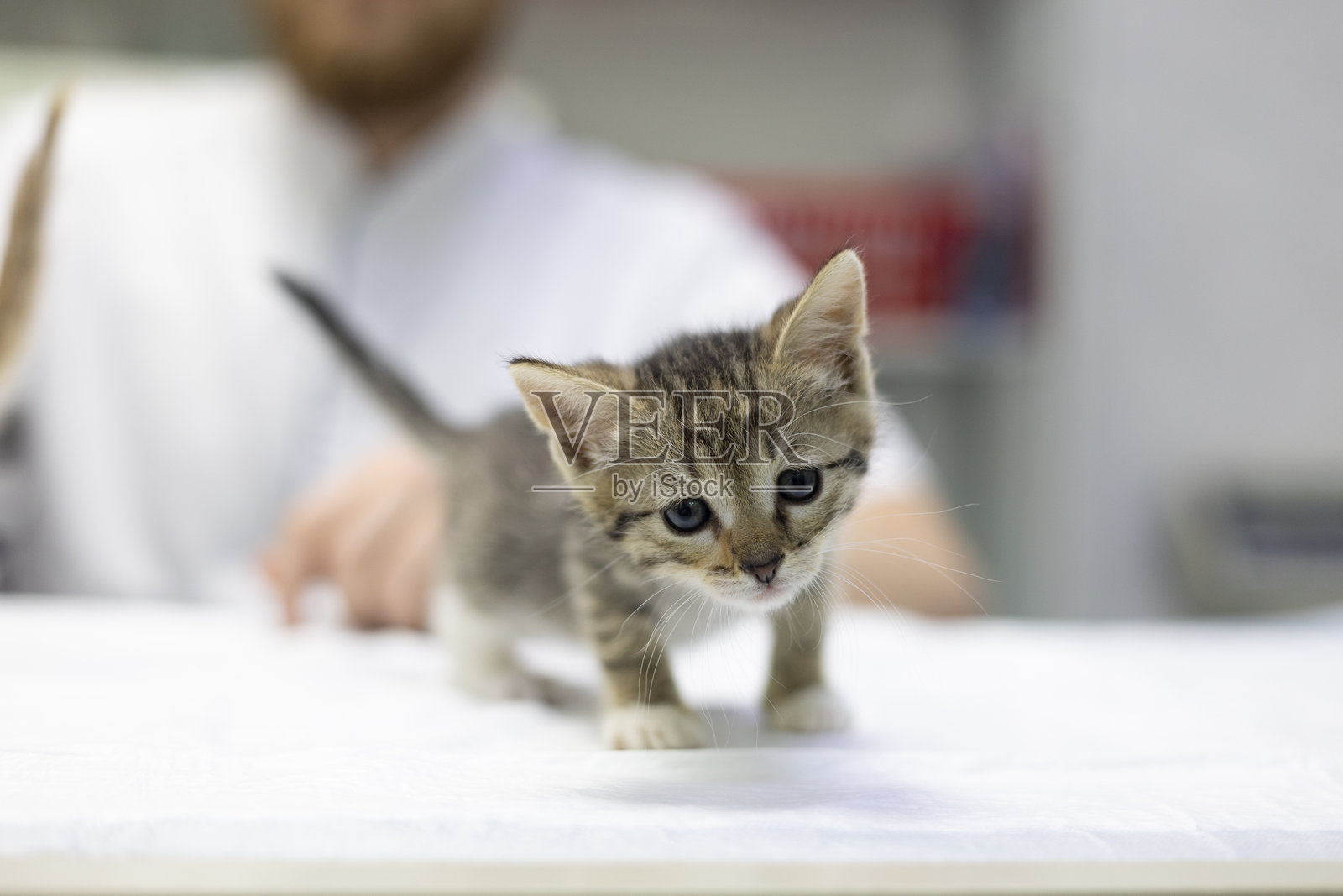 一只小虎斑小猫站在兽医诊所的检查台上,朝着镜头看。流浪小猫正在接受兽医的医疗检查。关爱流浪动物。照片摄影图片