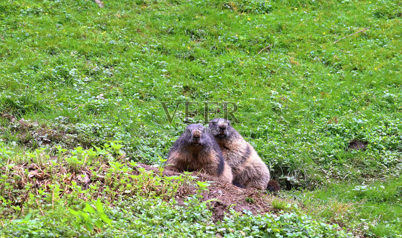 两只土拨鼠在奥地利阿尔卑斯山的费尔莱滕紧紧靠在一起。照片摄影图片