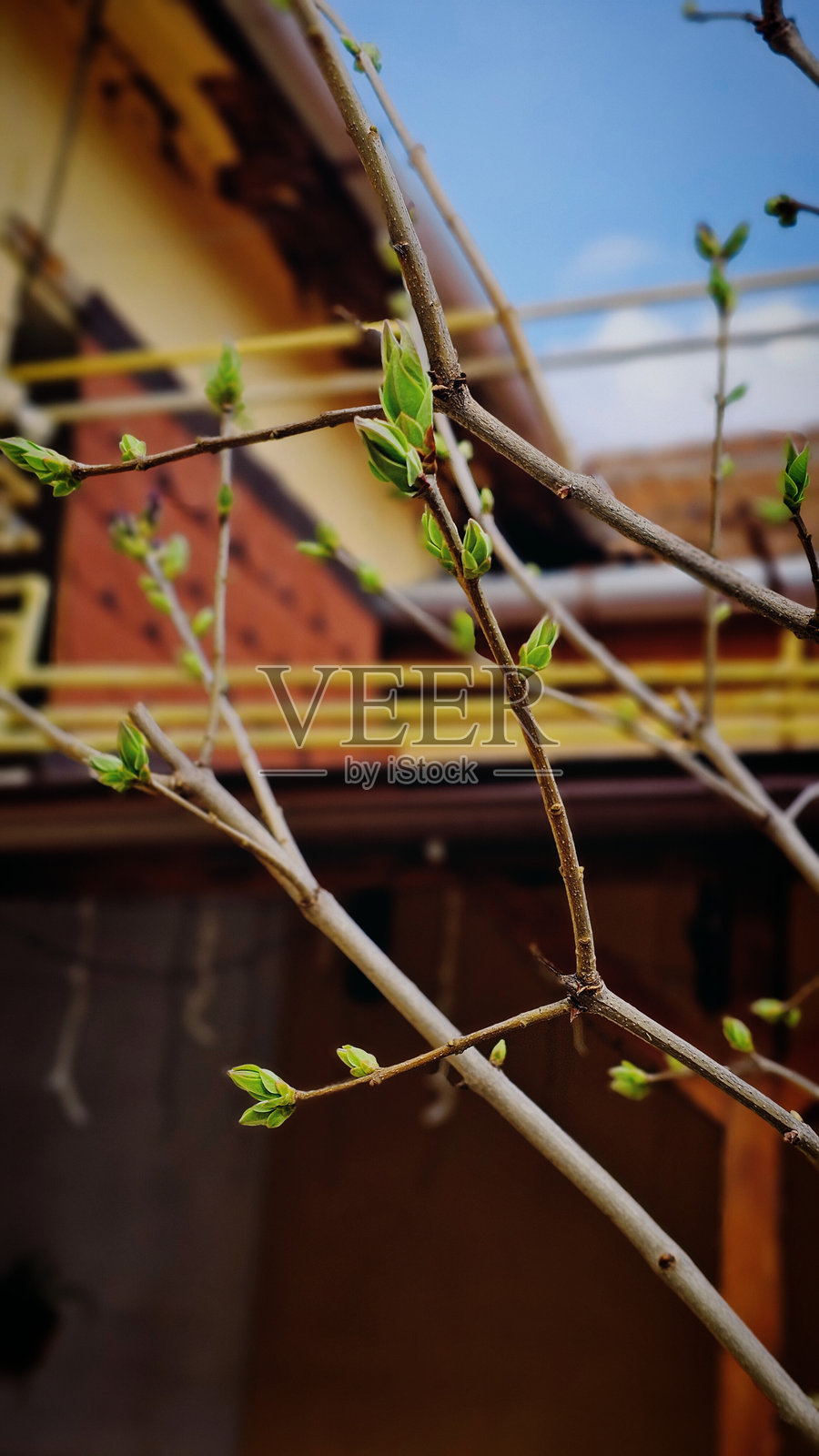 罗马尼亚三月的开花枝条照片摄影图片