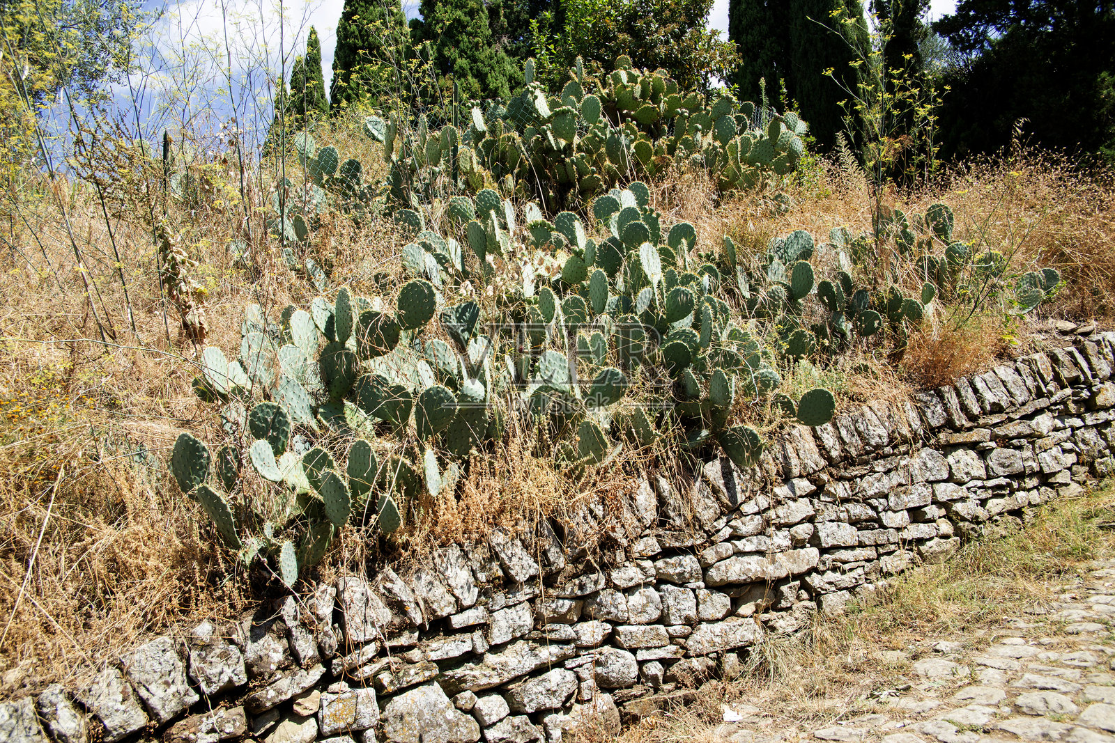 意大利科尔托纳一条人行道旁,石围墙后面是圆形刺状的白绿色仙人掌灌木丛。照片摄影图片