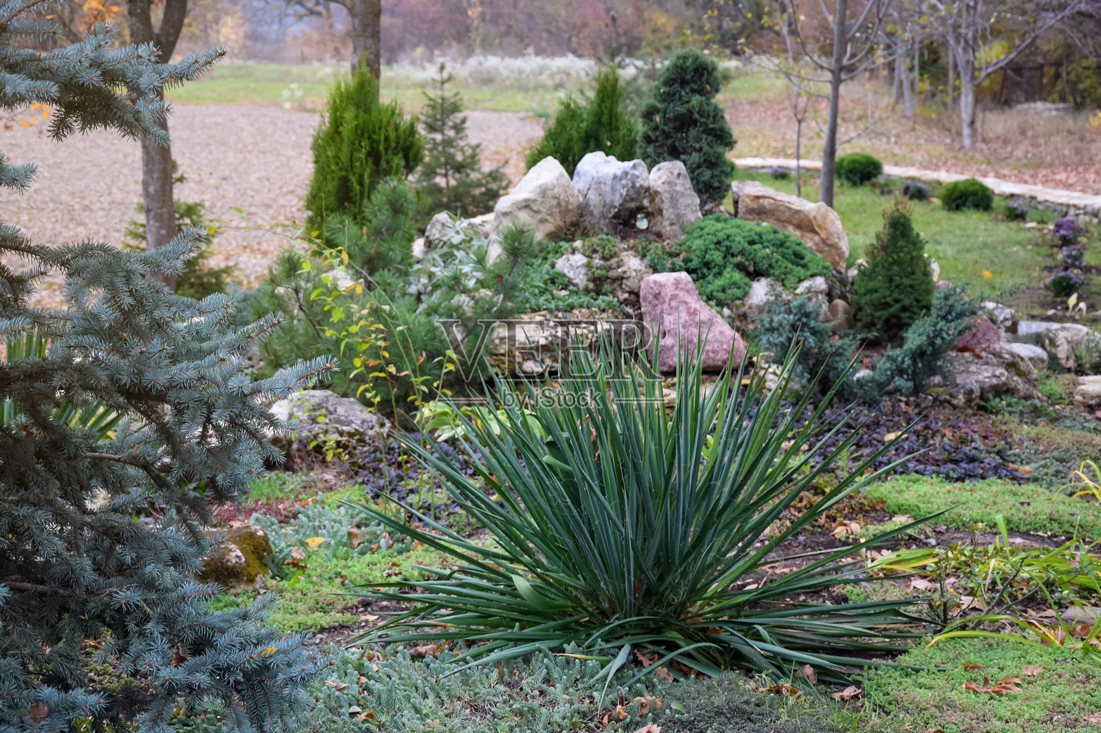 花坛中种植的观赏植物。用于园林绿化的绿色装饰植物。景观设计。特写。选择性对焦。照片摄影图片