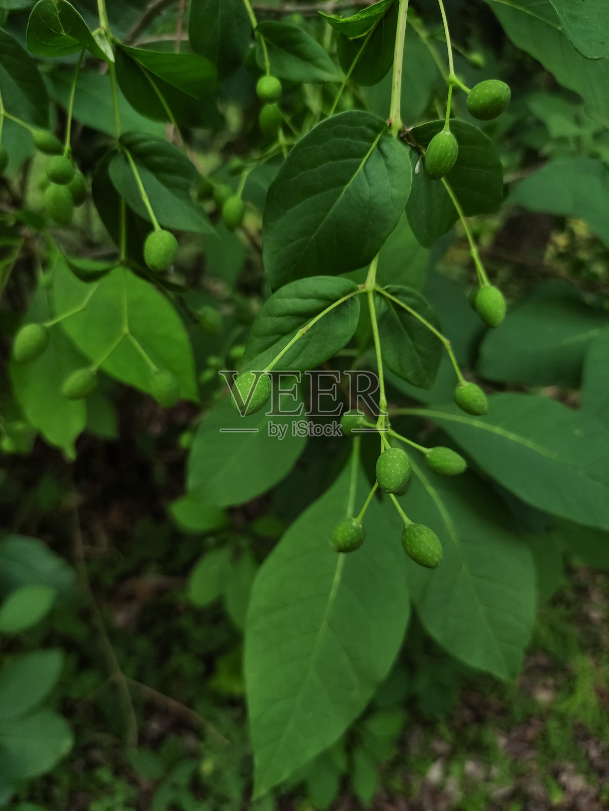 捷克共和国普鲁霍尼采森林中生长的绿色浆果照片摄影图片