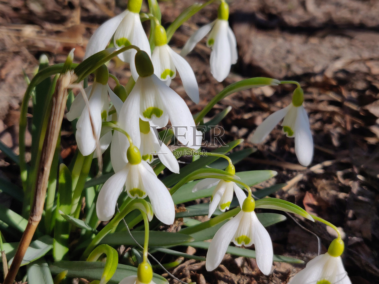 雪花莲花照片摄影图片