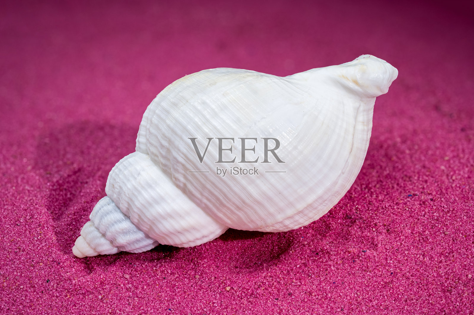 红色沙滩背景上的大型白色普通海螺(Buccinum undatum)壳照片摄影图片