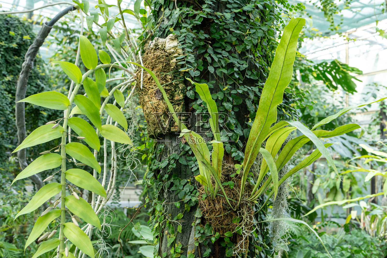 树上的兰花种荚。生长中的绿色植物花朵卡特利亚照片摄影图片