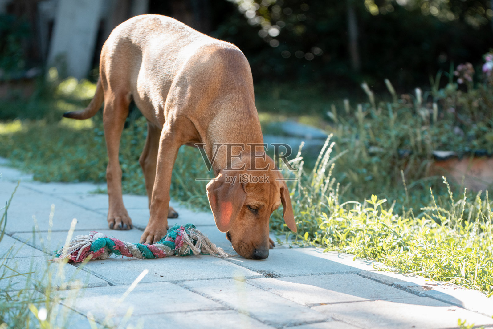 黄色被救助的狗狗学习服从训练照片摄影图片