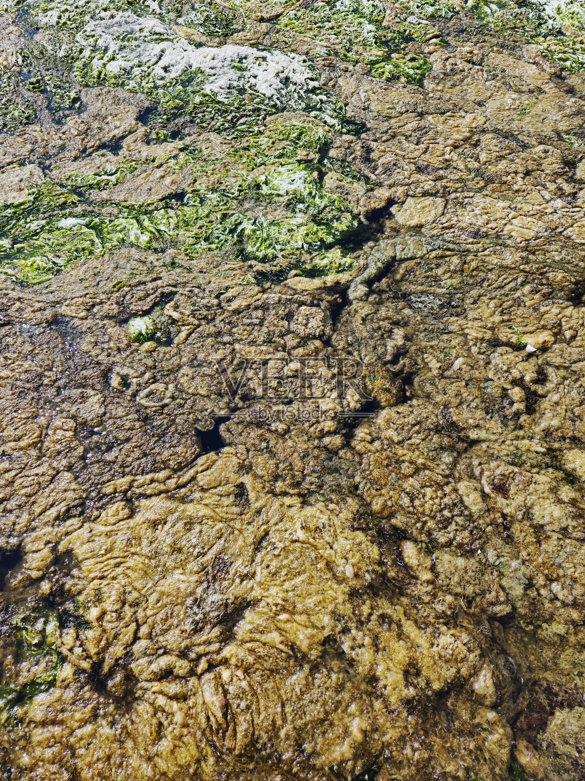 藻类覆盖在静止的海水上,造成了污染。照片摄影图片