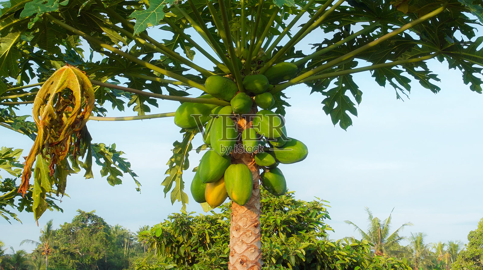 许多木瓜果实在热带森林中生长在一棵绿叶树上。照片摄影图片