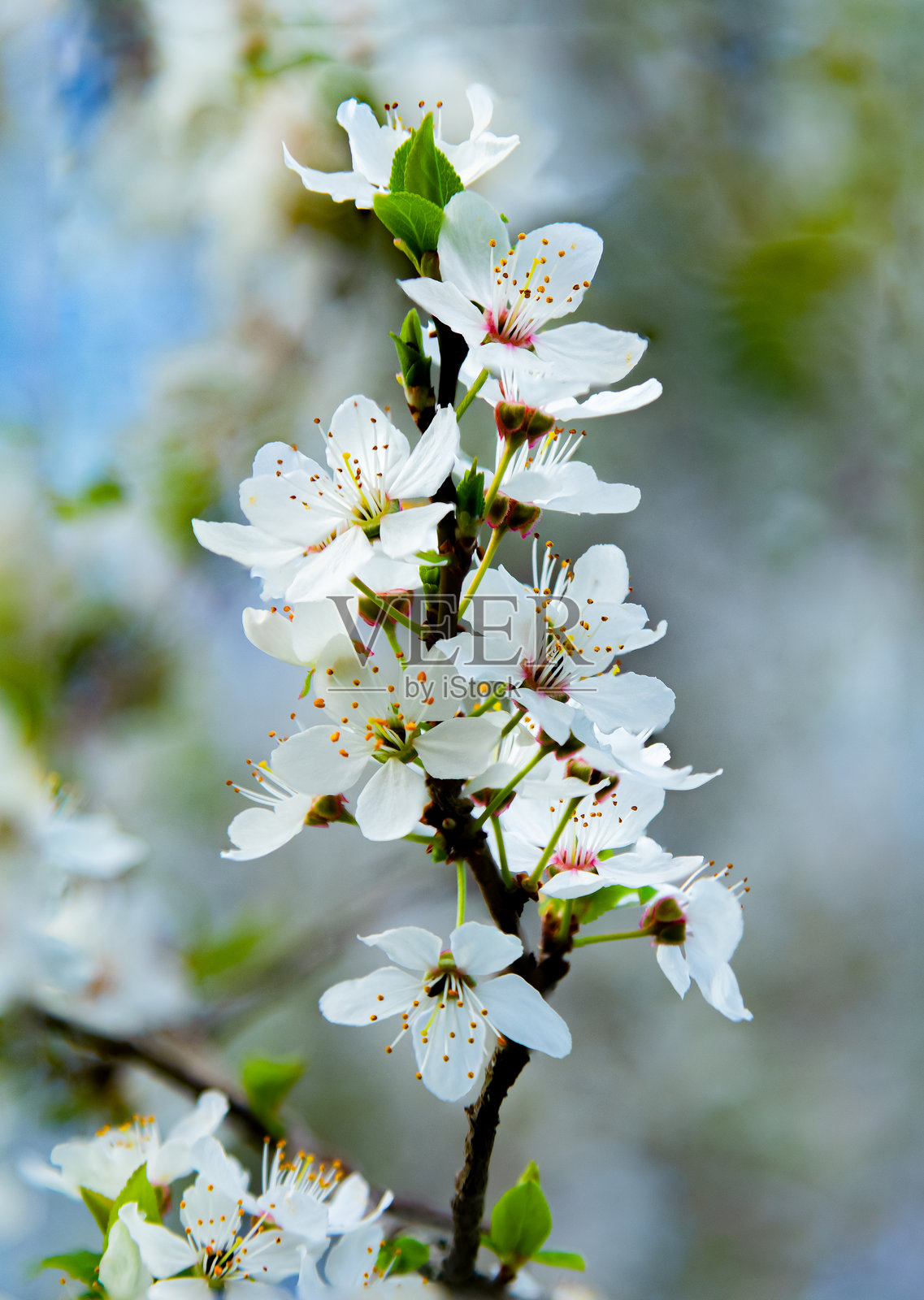 春天温柔怀抱中的细腻白色花朵照片摄影图片