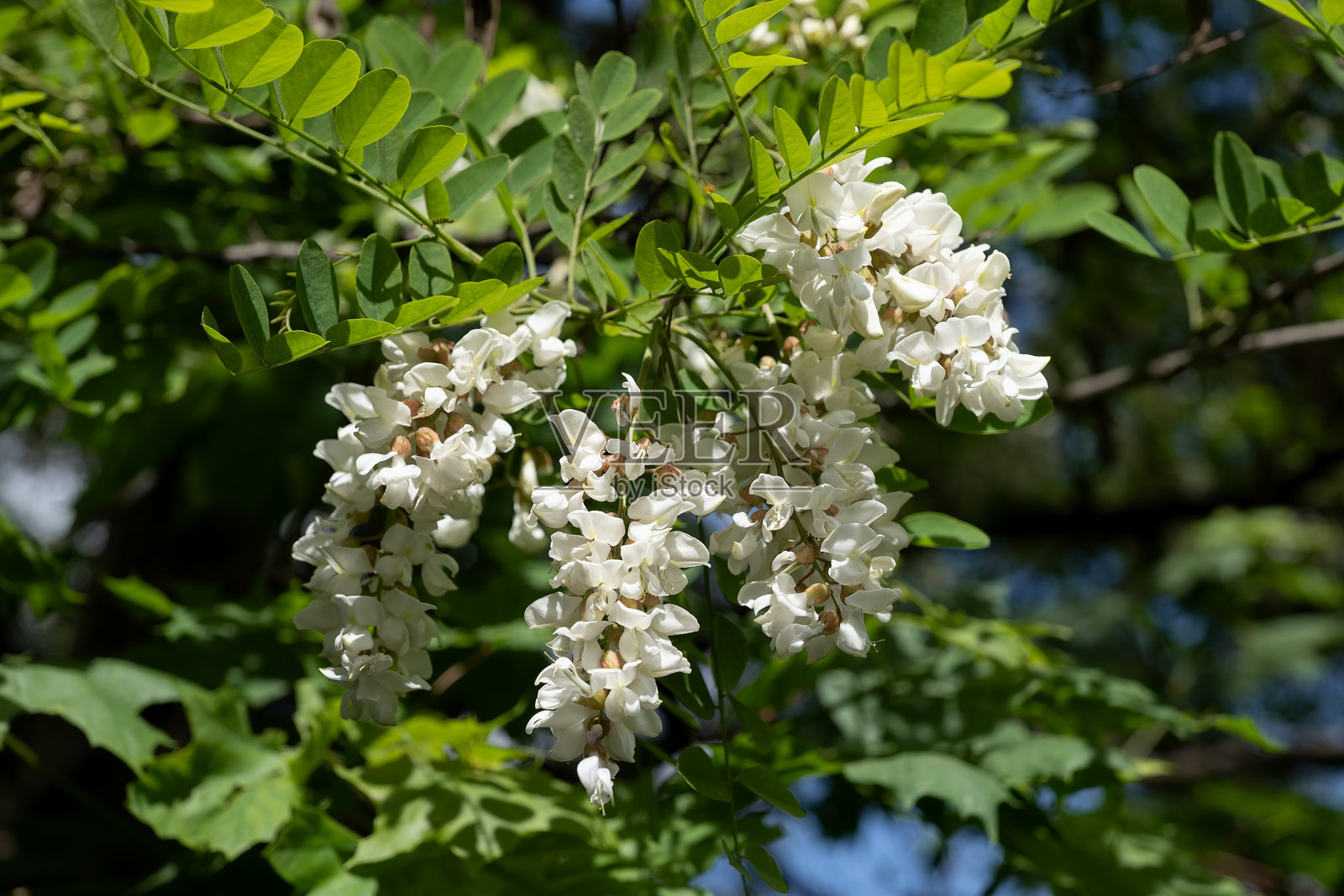 假槐春季盛开的花朵照片摄影图片