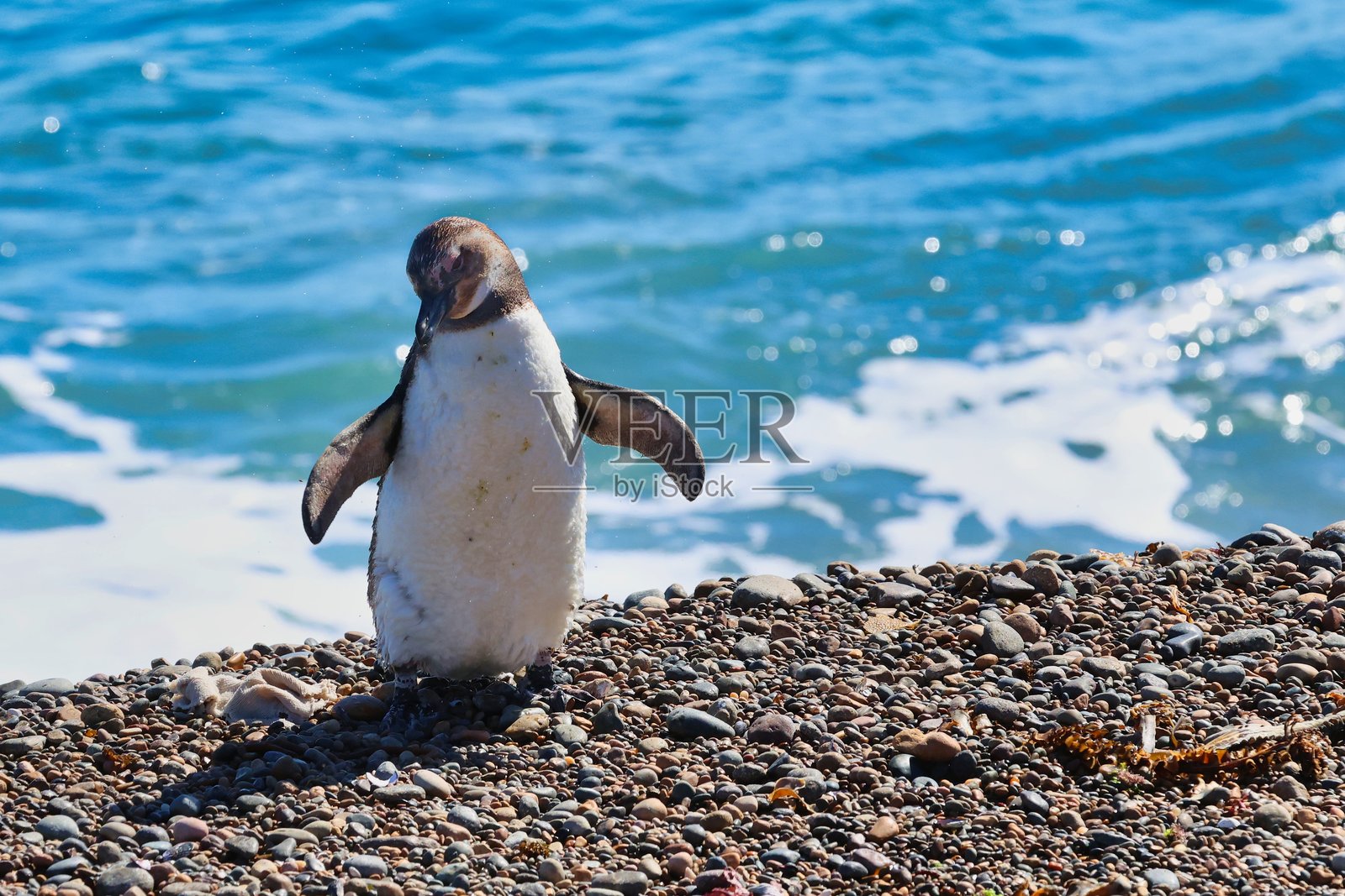 企鹅在阳光下取暖。阿根廷普韦尔托·马德林照片摄影图片