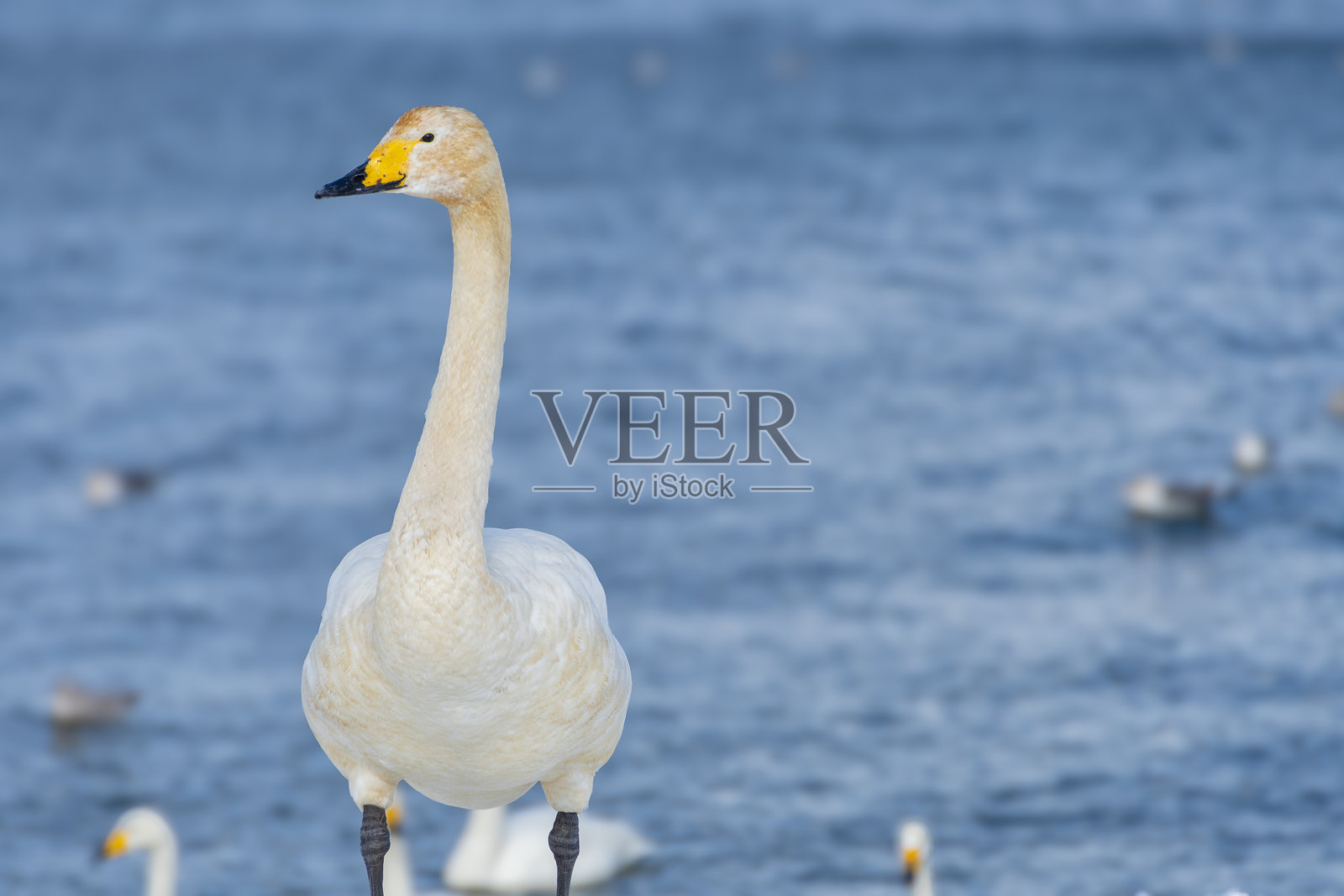 一只幼年天鹅站在雪-covered海滩上。日本青森县的Gappo公园照片摄影图片