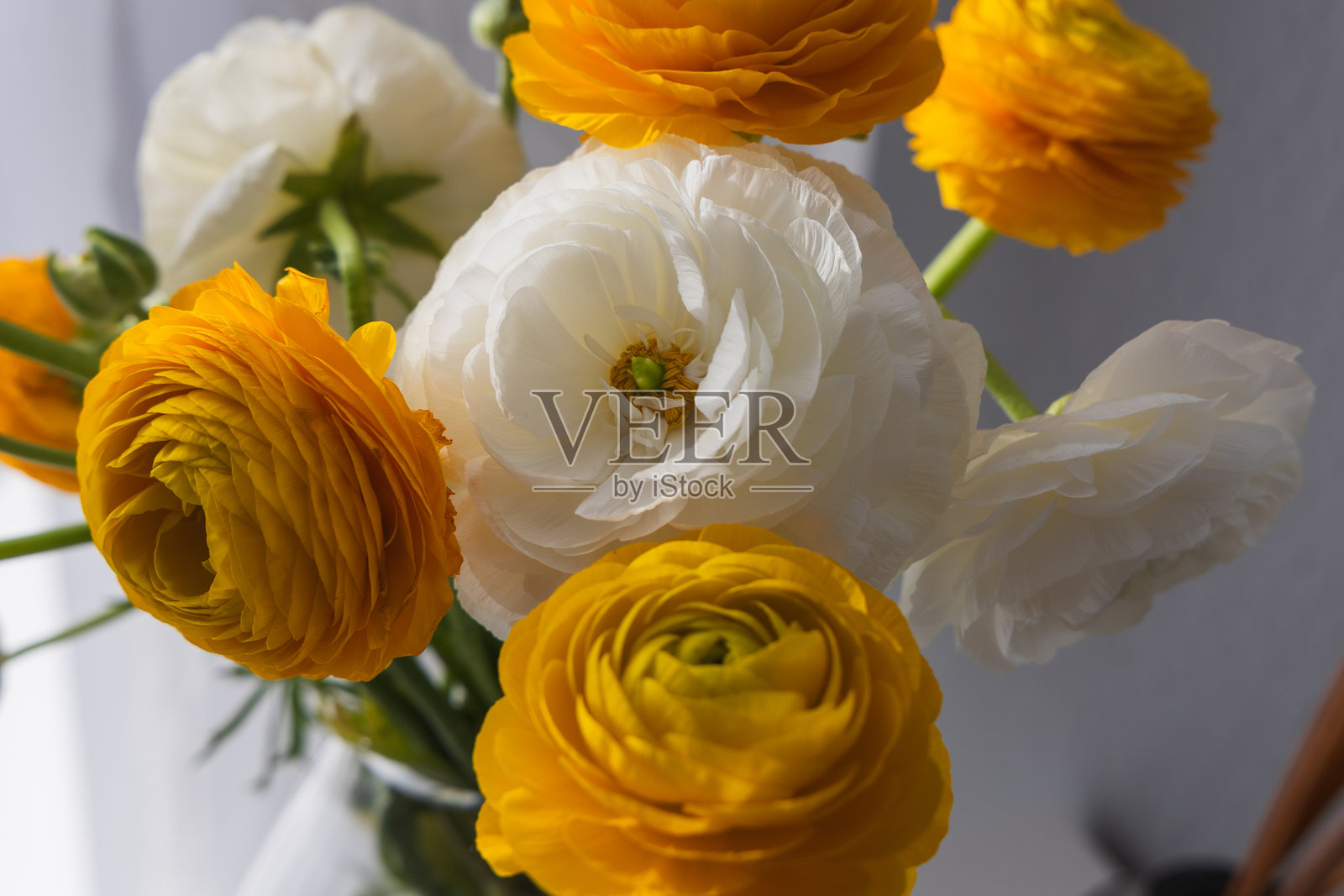 美丽的黄色和白色花朵在白色背景上。窗台上的花瓶里插着毛茛(波斯黄花)照片摄影图片