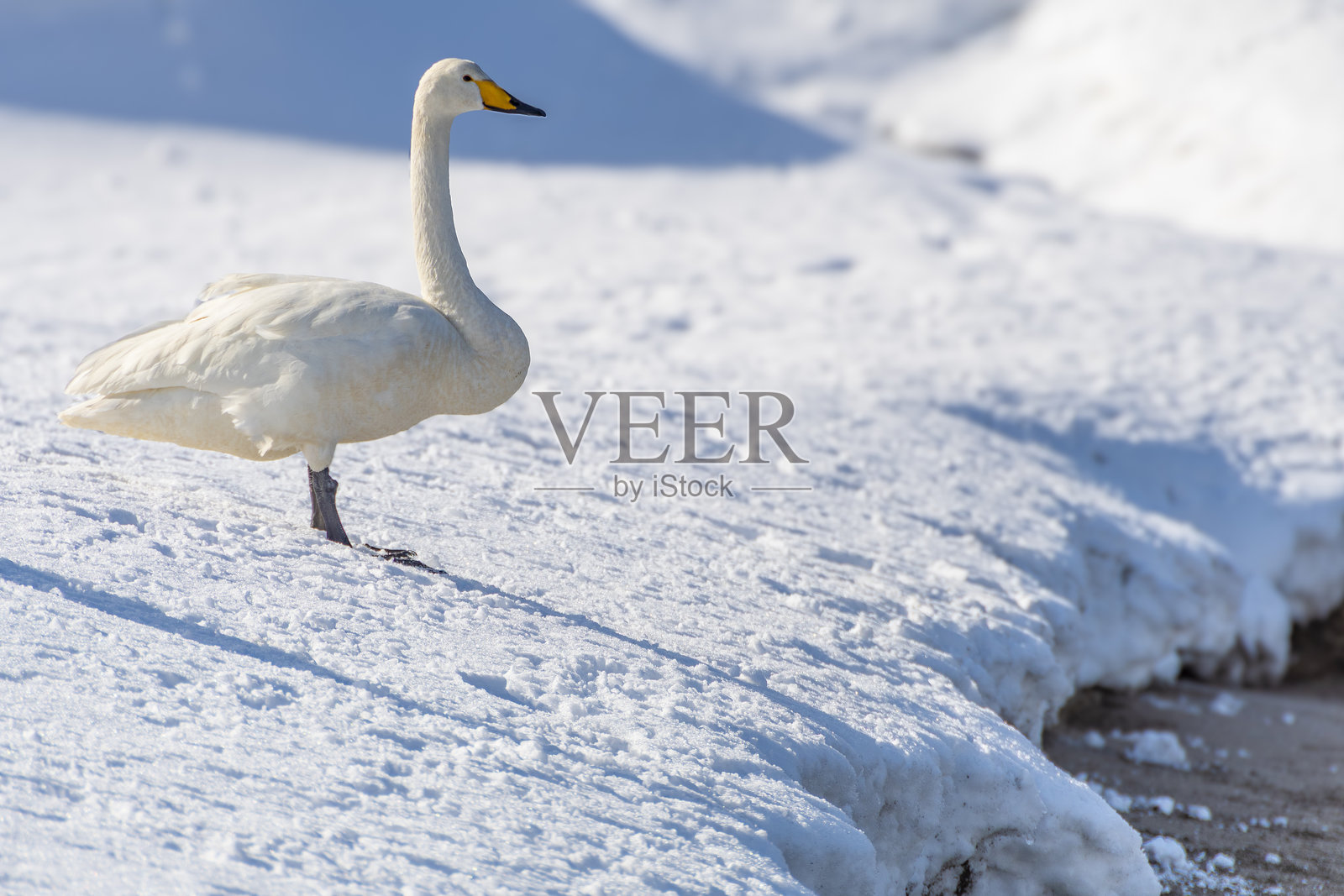 一只天鹅站在雪-covered沙滩上。日本青森的Gappo公园照片摄影图片