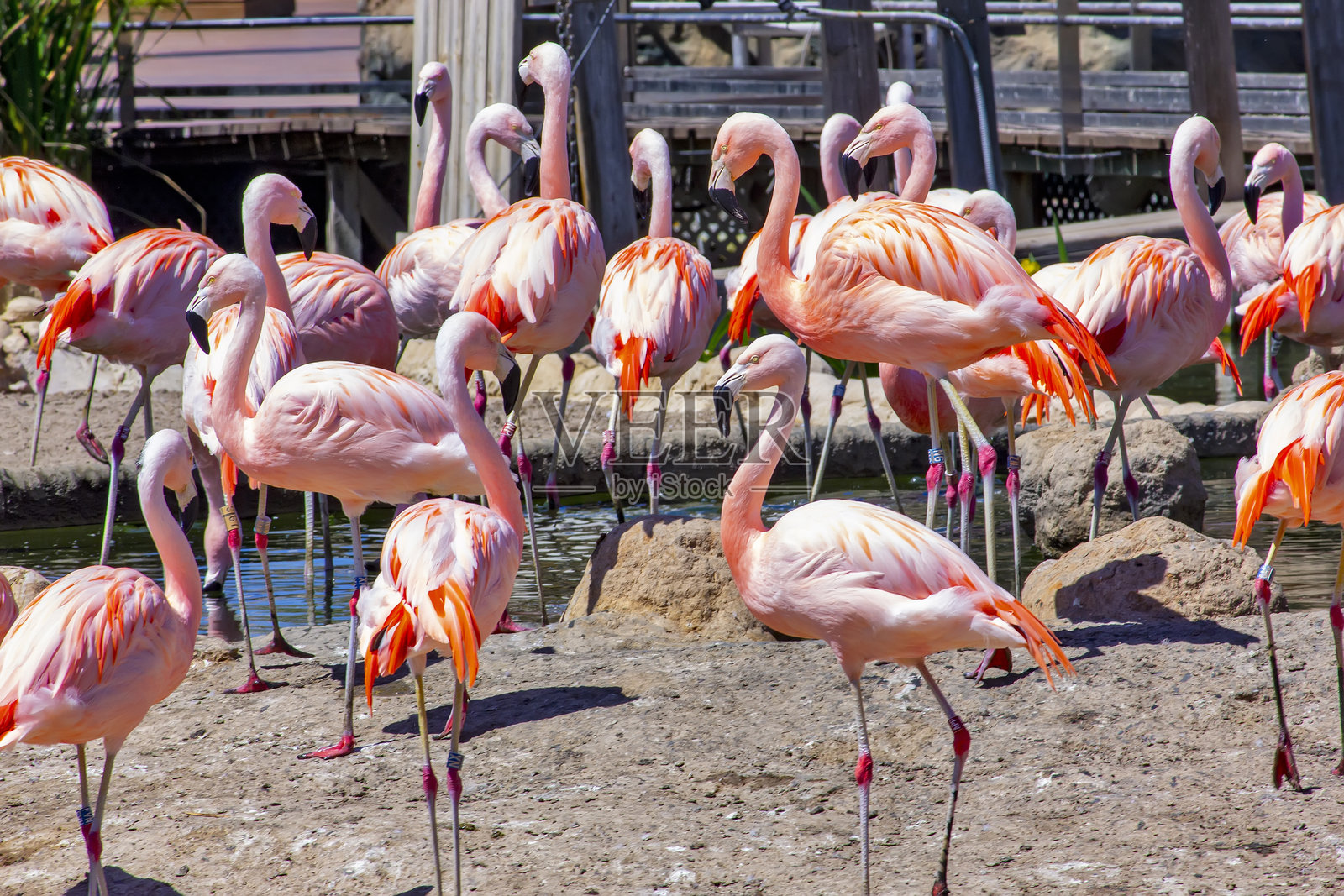 优雅地站在水边的火烈鸟照片摄影图片
