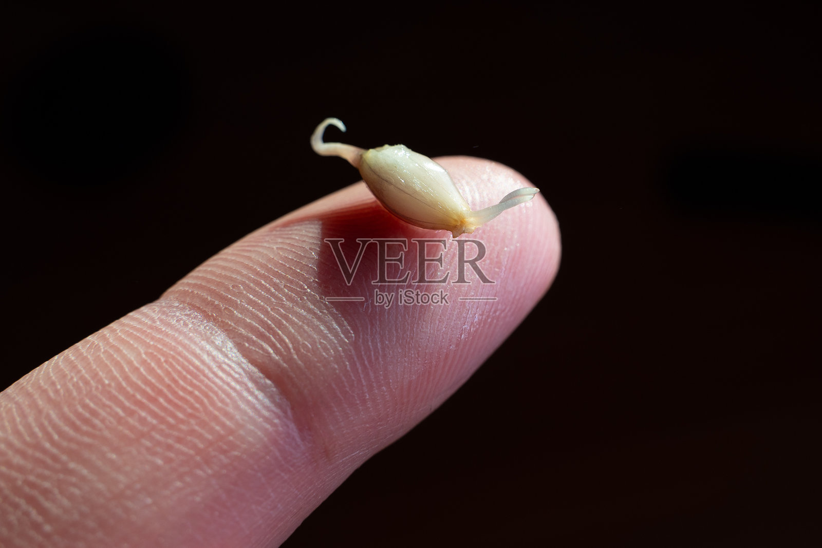 手指轻轻捏着刚发芽的大蒜种子特写,背景为深色。照片摄影图片