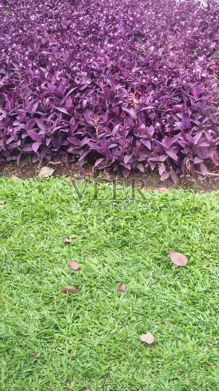 花园中绿色草坪上的紫色叶子,库存照片照片摄影图片