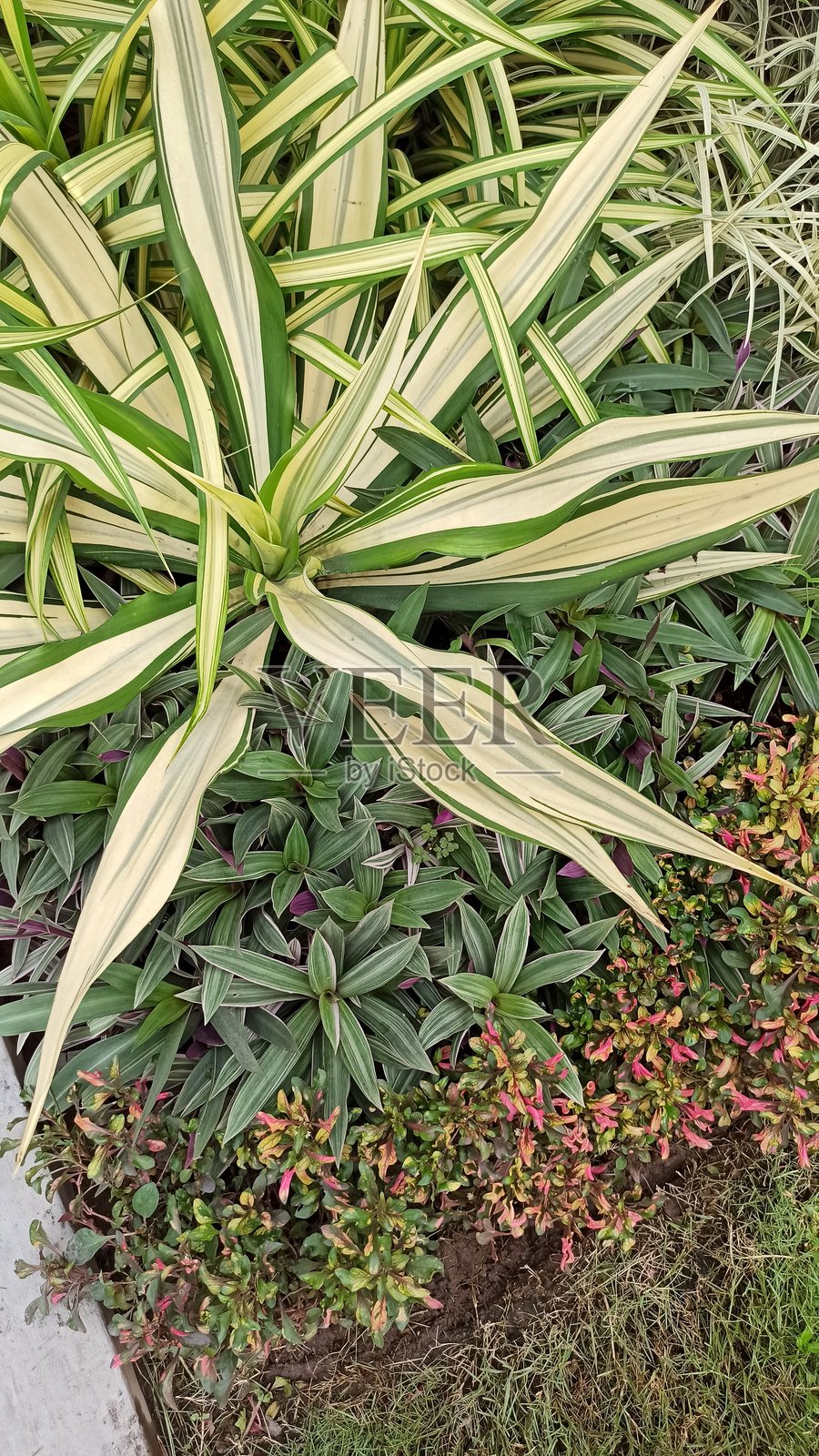 花园中的绿色植物。自然背景。特写。花园里的绿叶。照片摄影图片