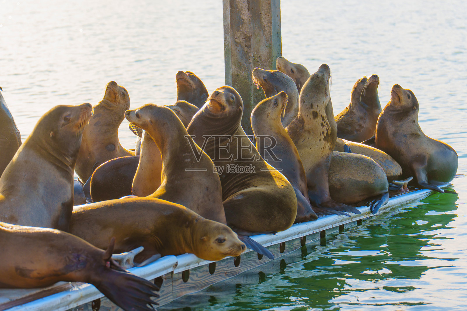 加利福尼亚州海滨的码头上好奇的海狮照片摄影图片