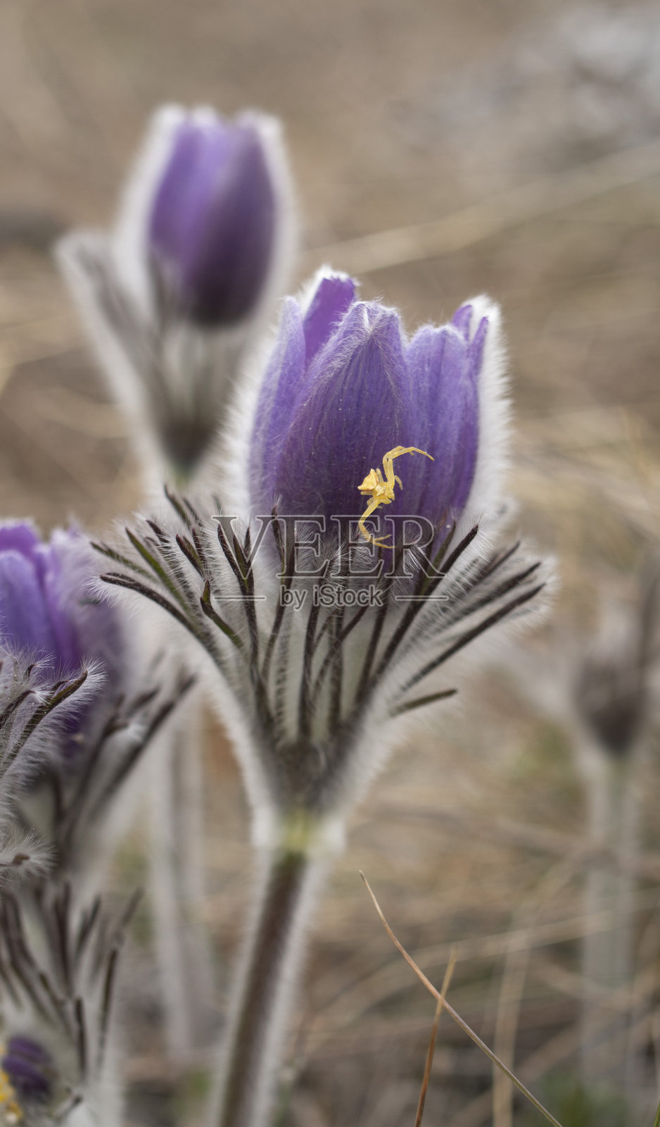 紫色野花帕斯克花和春季草地上的小黄蜘蛛,位于欧洲照片摄影图片