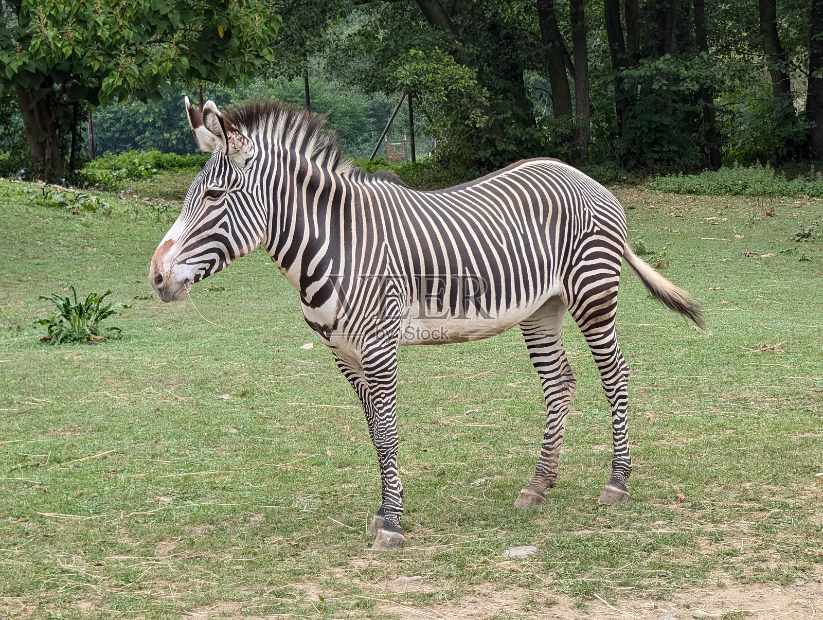 年轻的斑马在绿草中照片摄影图片