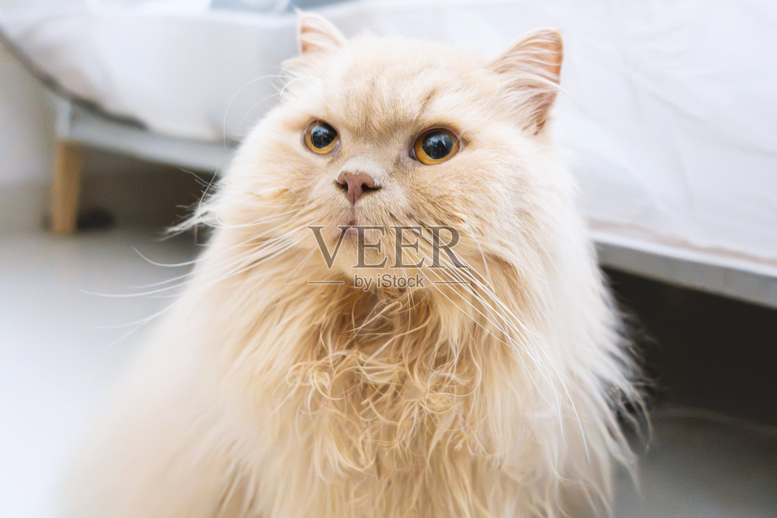 英国长毛猫躺在地板上,睁着大眼睛看着镜头照片摄影图片