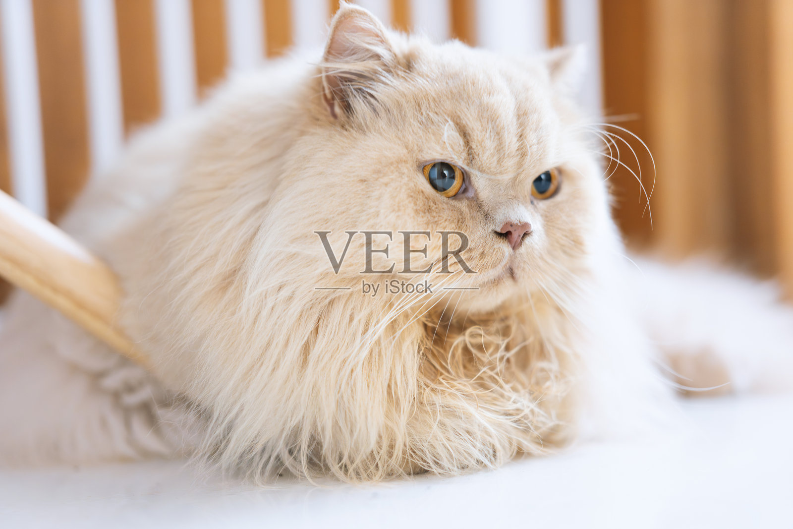 英国长毛猫躺在地板上,睁着大眼睛看着镜头照片摄影图片