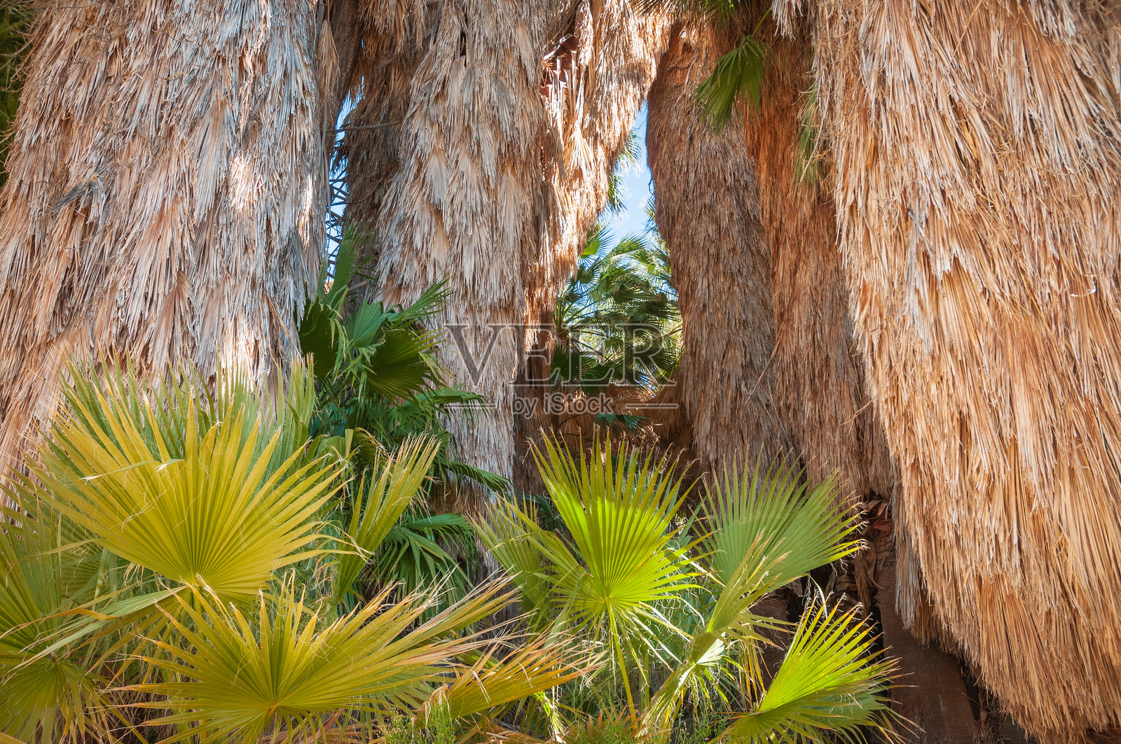 约书亚树国家公园的仙人掌树照片摄影图片