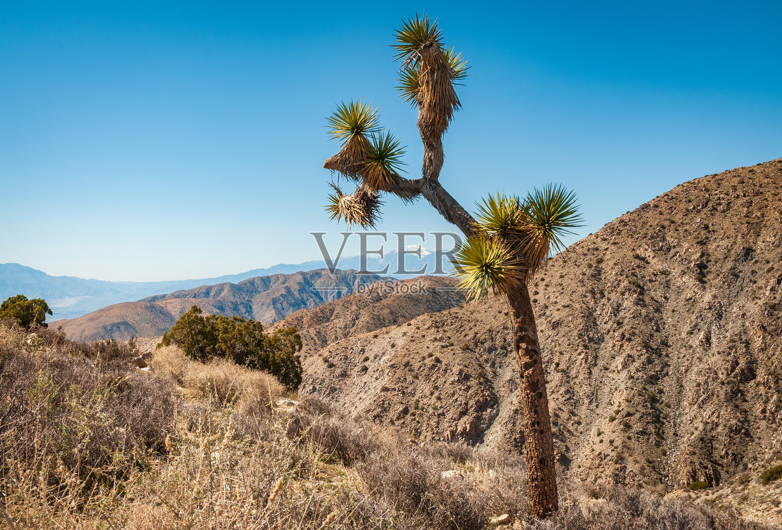 约书亚树国家公园的约书亚树仙人掌照片摄影图片
