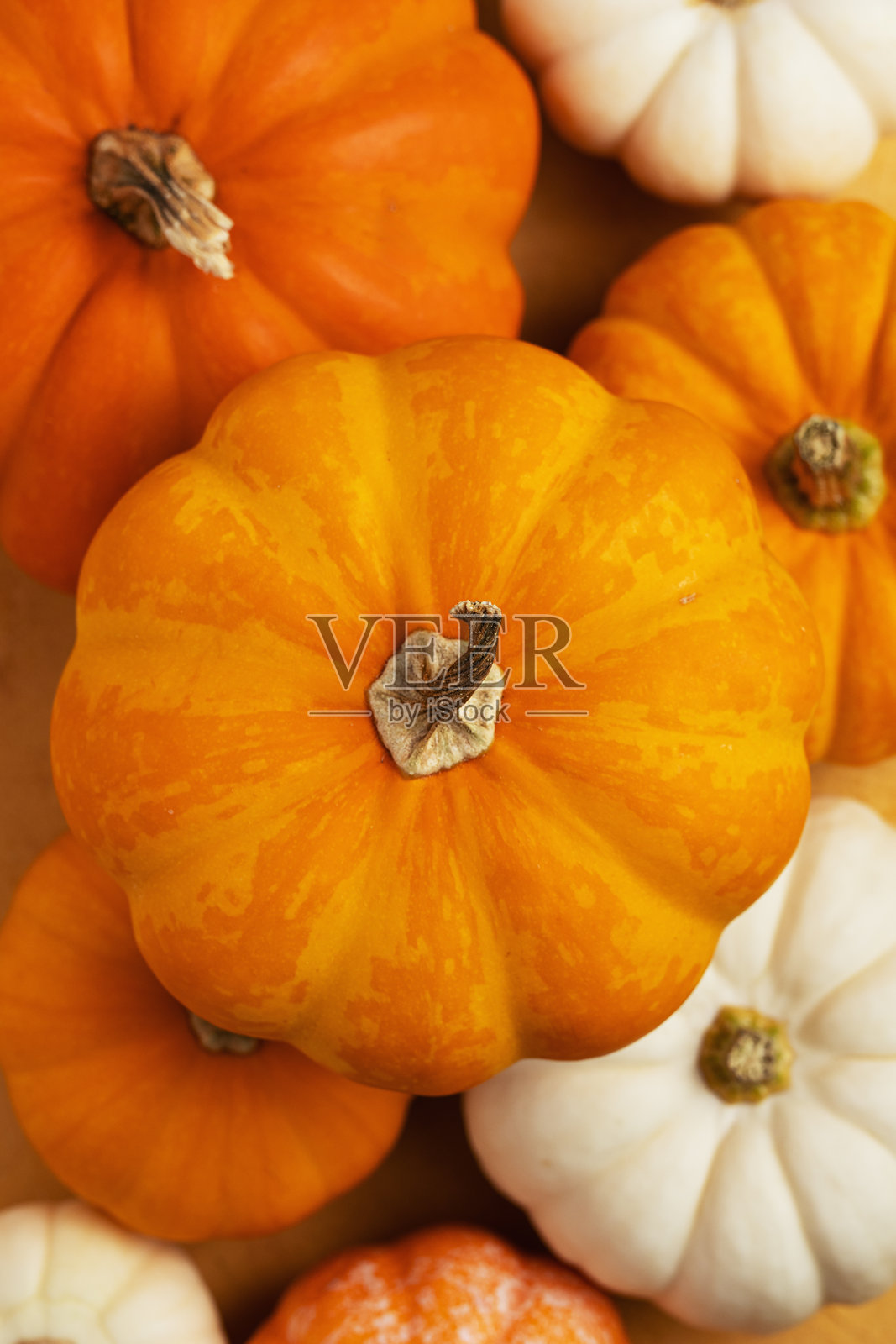 assorted mini pumpkins 迷你南瓜拼盘照片摄影图片