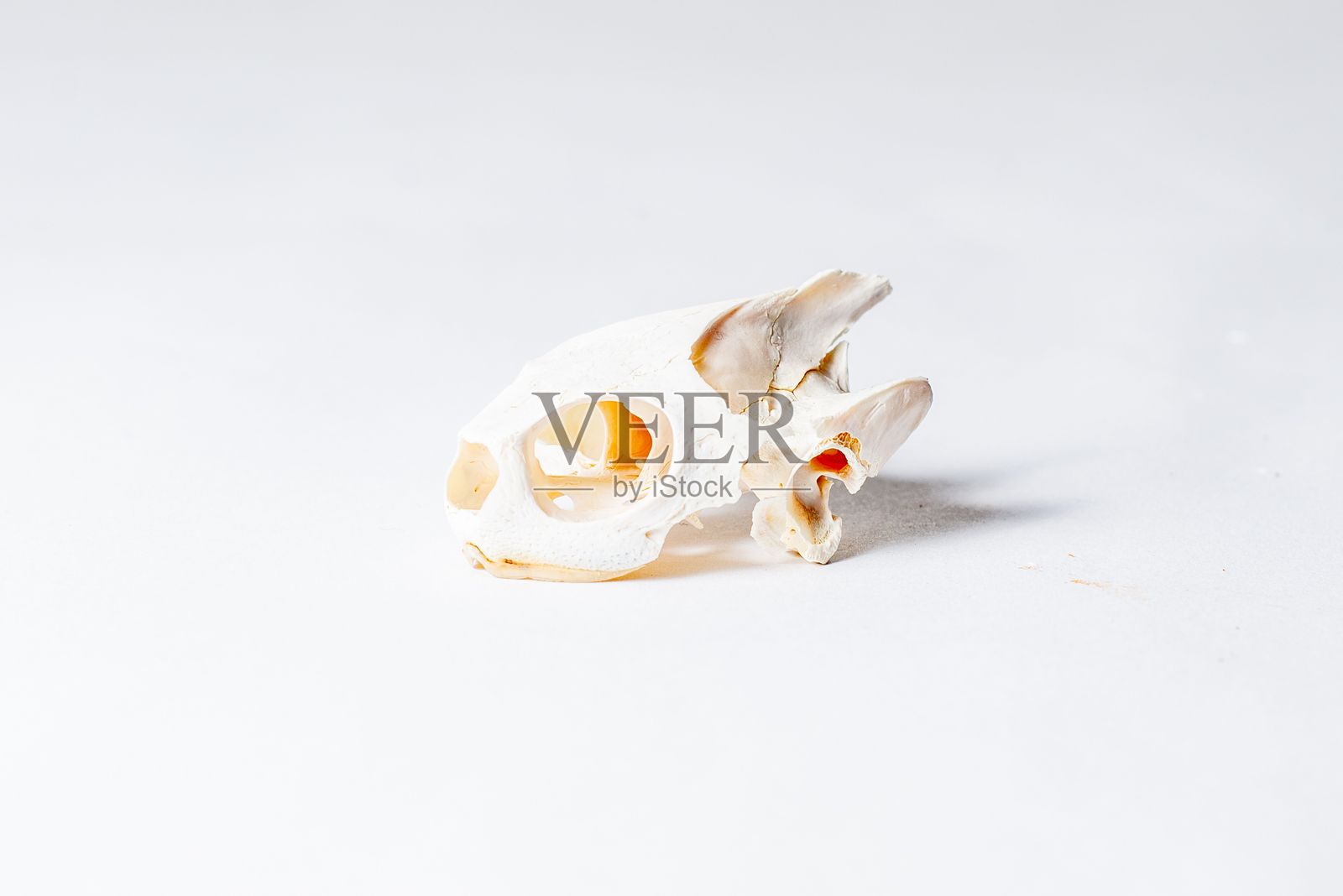 海龟头骨侧视图照片摄影图片