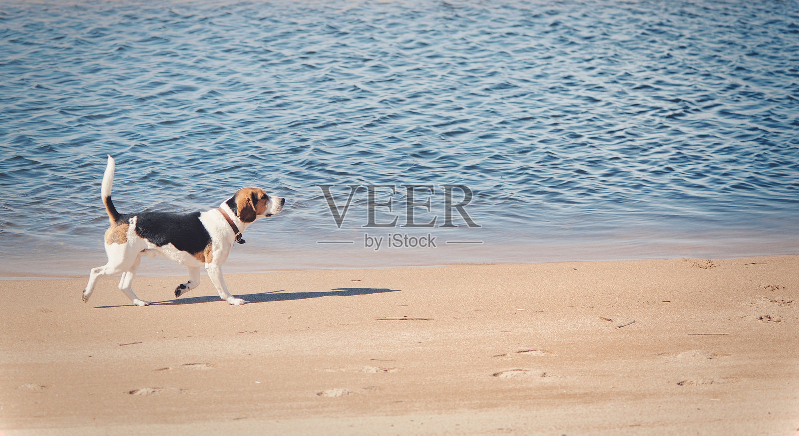 比格犬在沙滩上散步,留下爪印。照片摄影图片